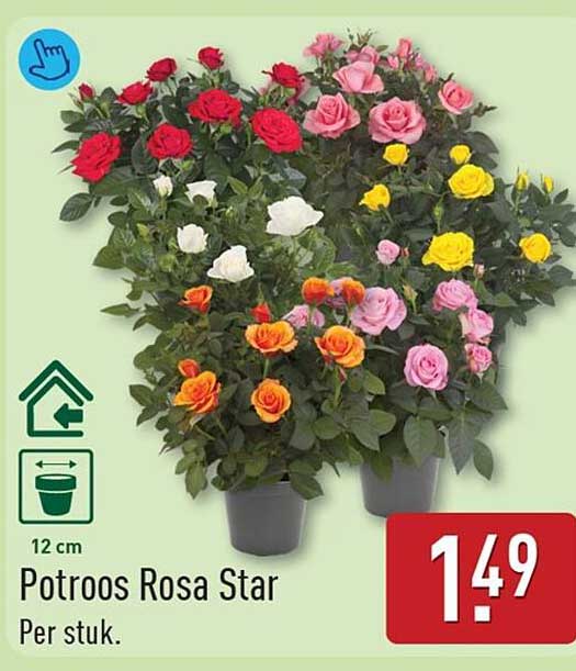 Potroos Rosa Star