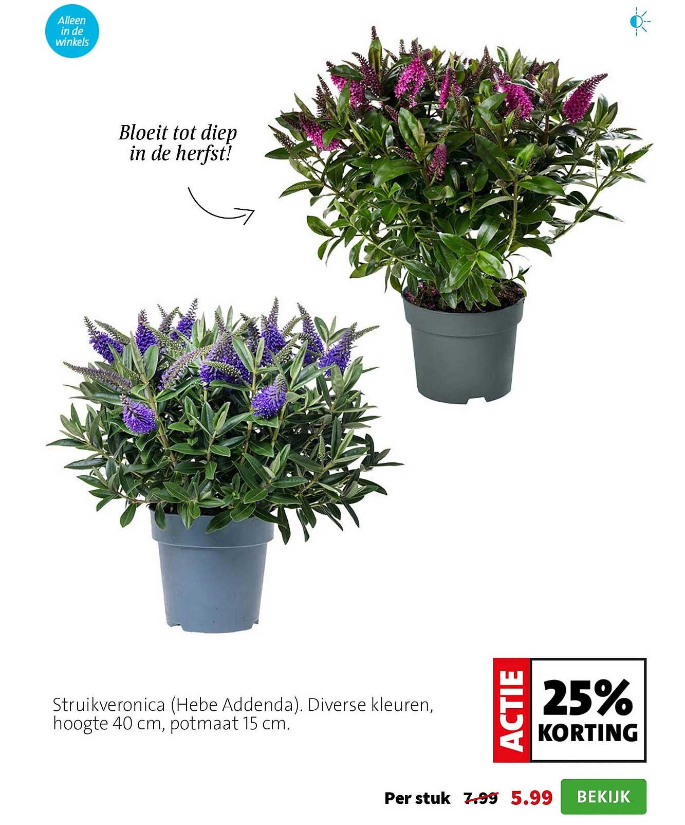 Struikveronica (Hebe Addenda) 25% KORTING