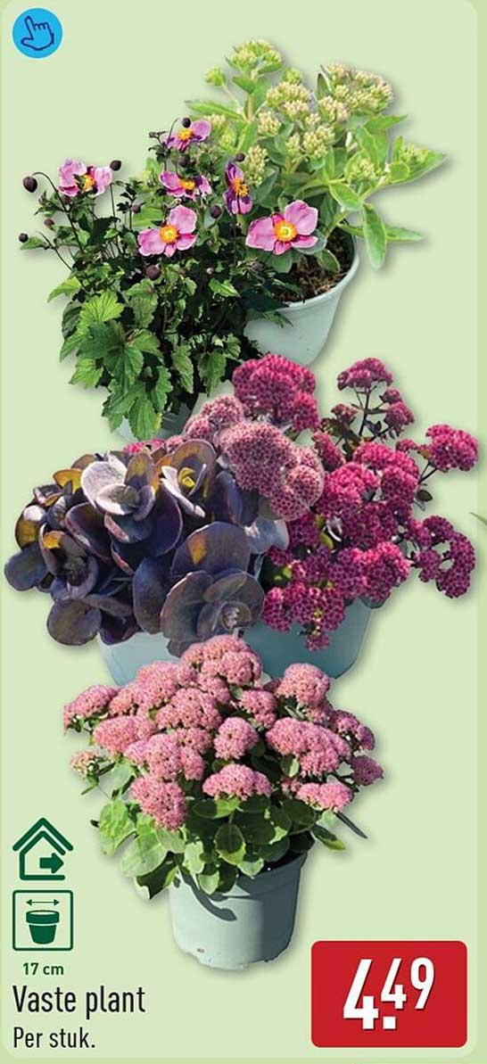 Vaste plant