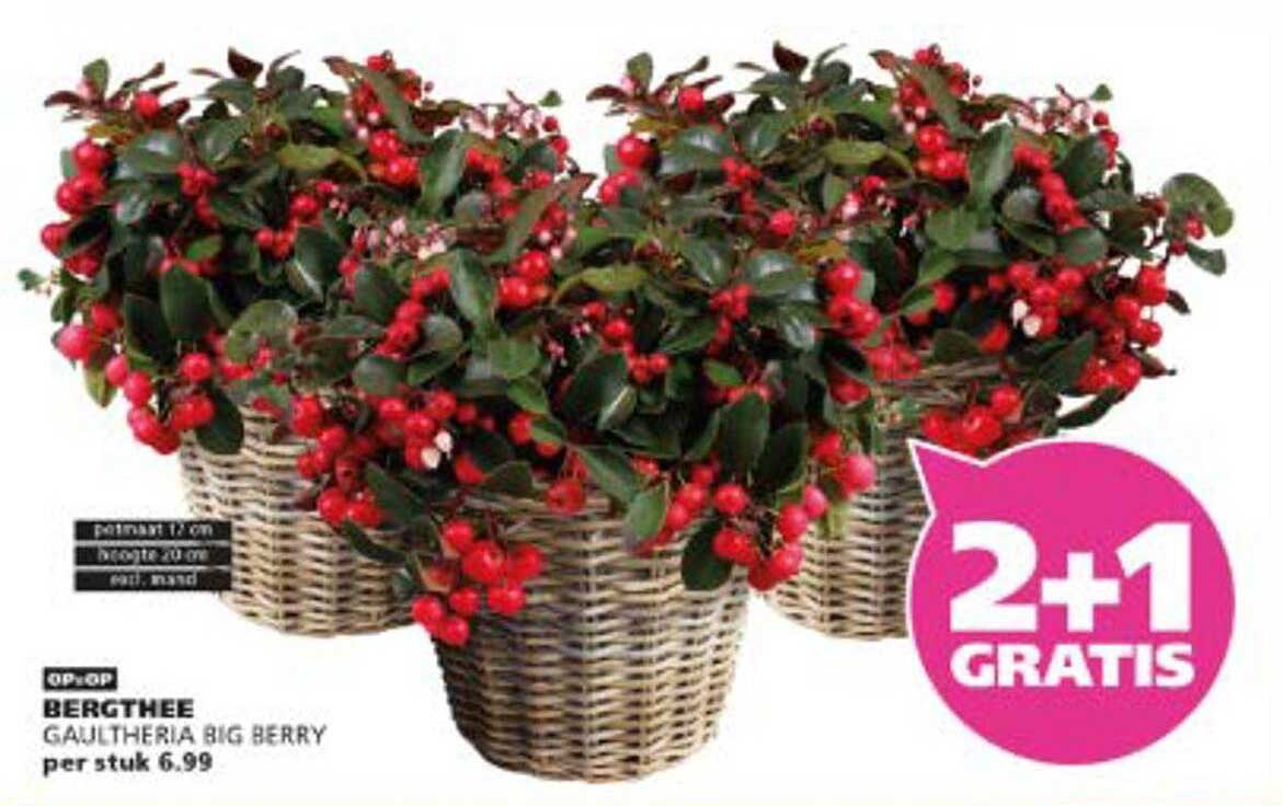 Bergthee Gaultheria Big Berry per stuk 6.99