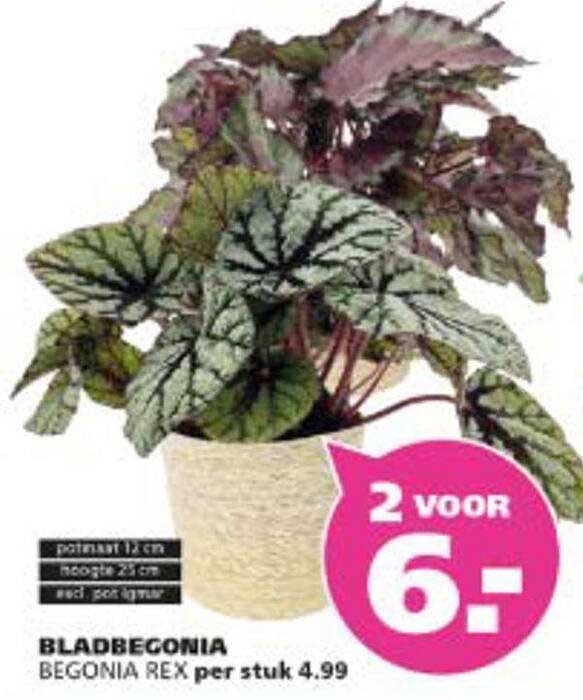 BLADBEGONIA BEGONIA REX per stuk 4.99