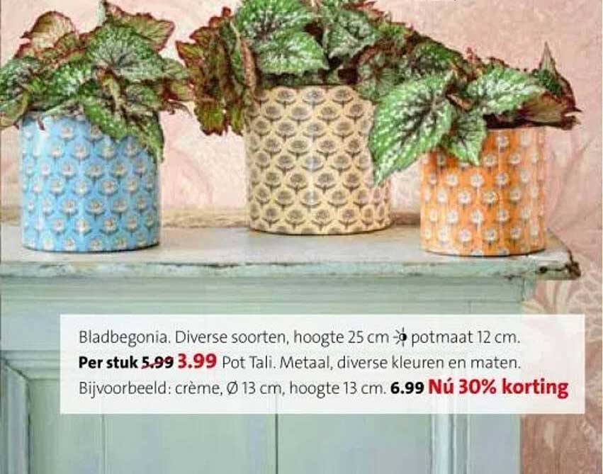 Bladbegonia. Diverse soorten, hoogte 25 cm potmaat 12 cm.