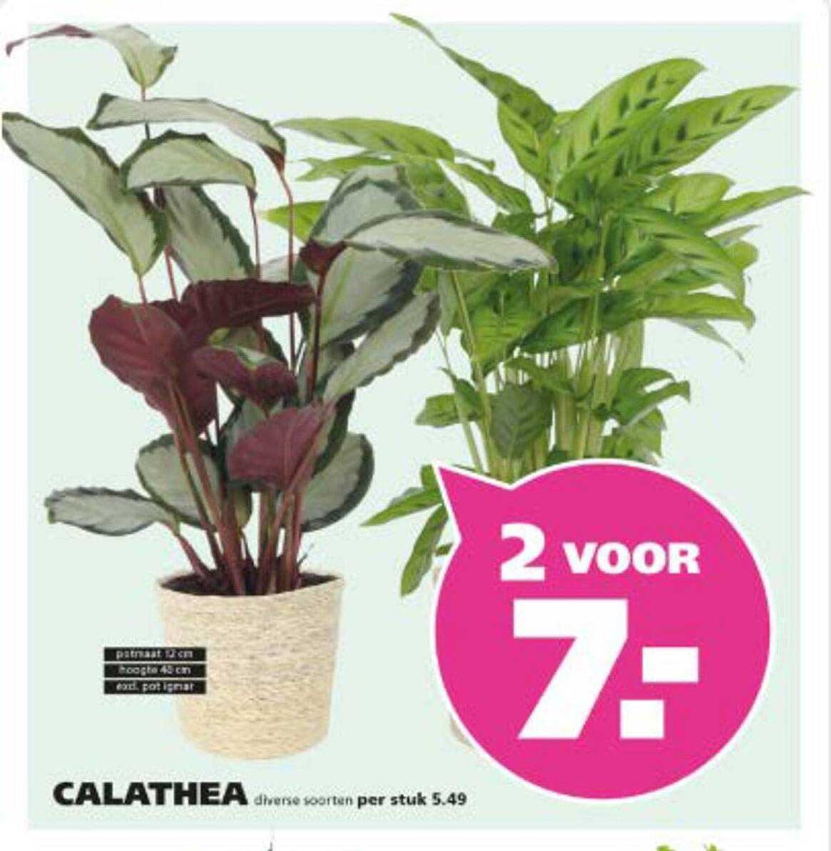 CALATHEA diverse soorten per stuk 5.49
