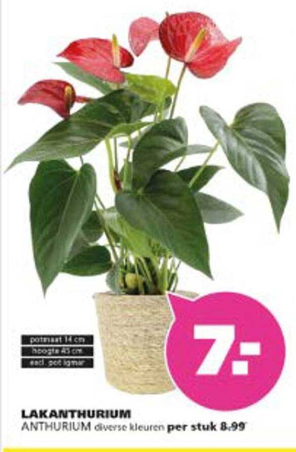 LAKANTHURIUM ANTHURIUM diverse kleuren per stuk 8.99