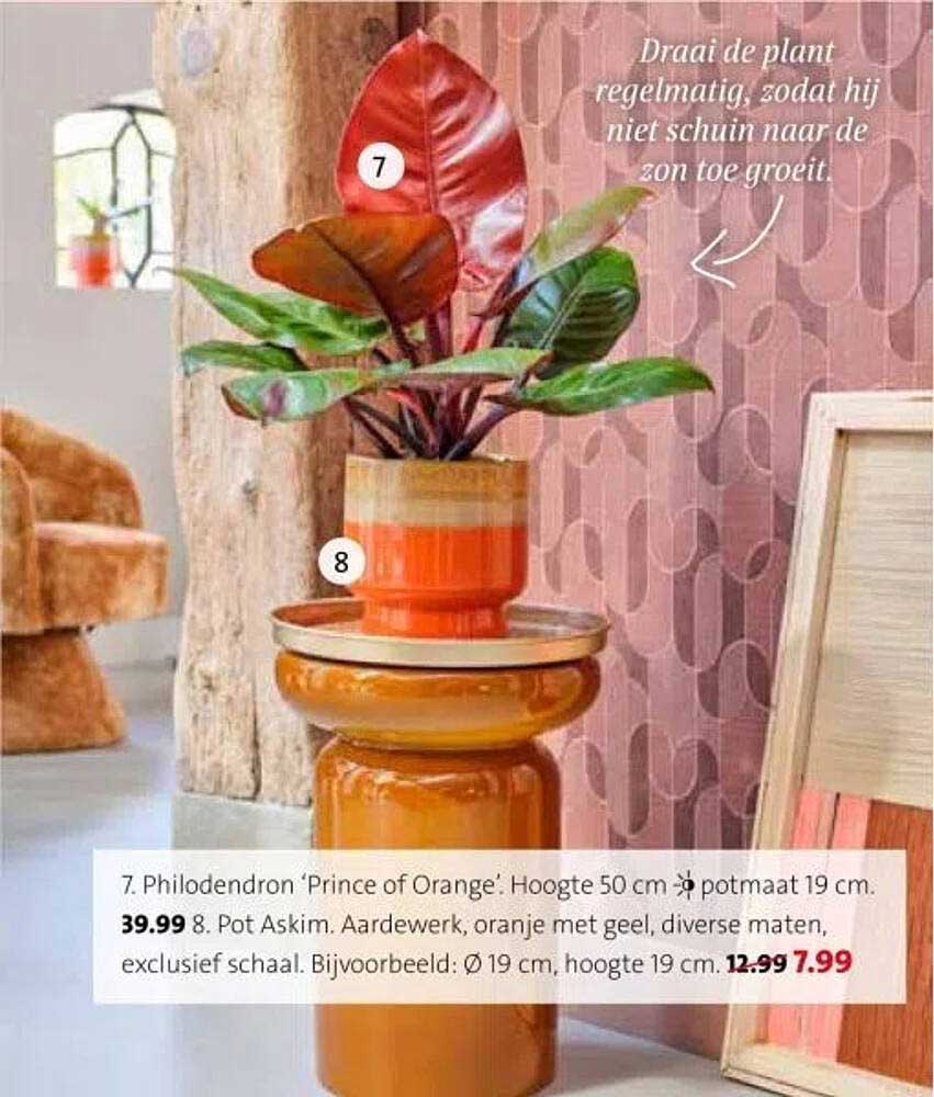 Philodendron 'Prince of Orange'. Hoogte 50 cm - potmaat 19 cm. 39.99