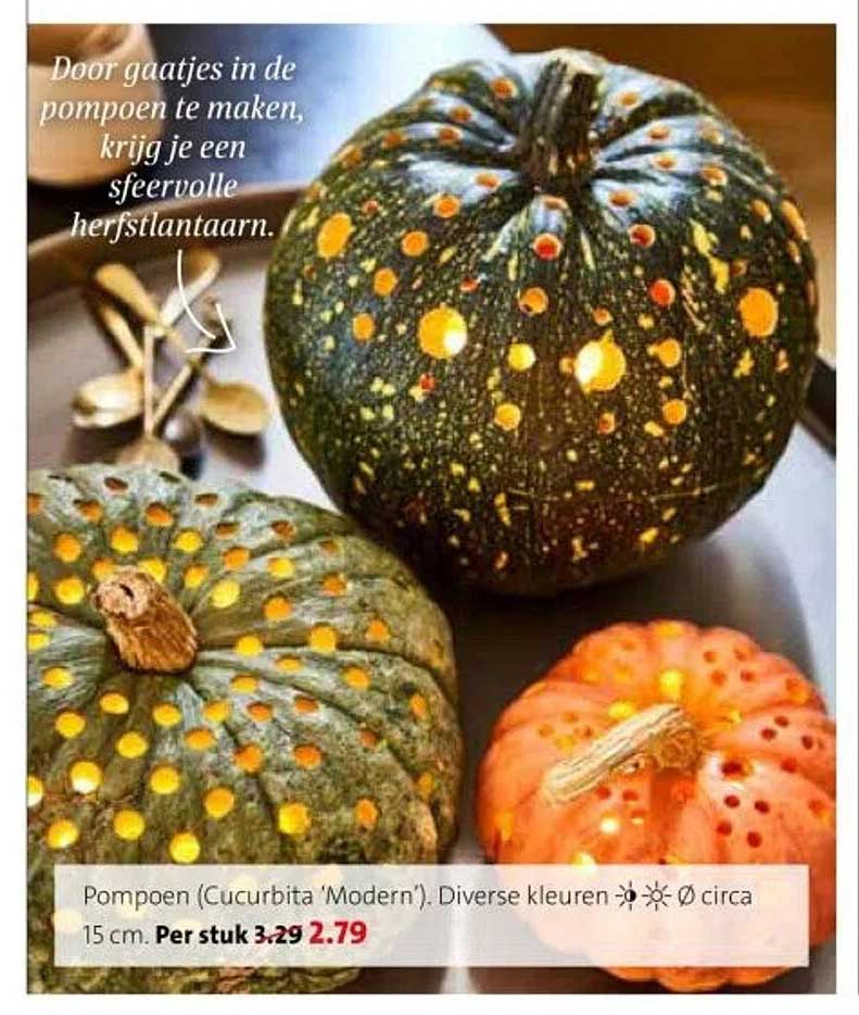 Pompoen (Cucurbita 'Modern'). Diverse kleuren Ø circa 15 cm. Per stuk 2.79
