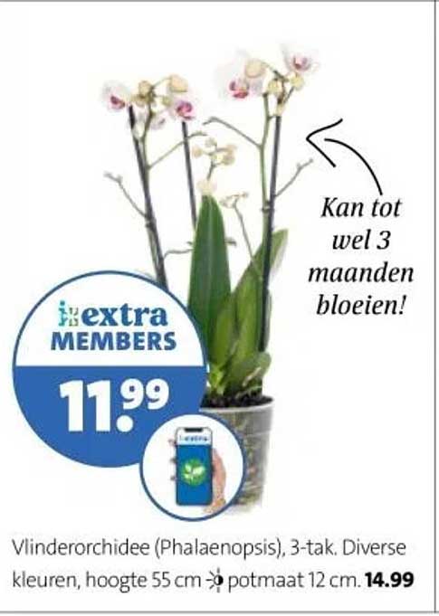 Vlinderorchidee (Phalaenopsis), 3-tak. Diverse kleuren, hoogte 55 cm, potmaat 12 cm.