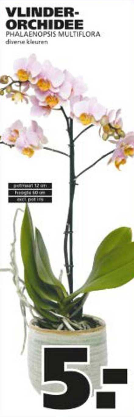 Vlinderorchidee - Phalaenopsis Multiflora
