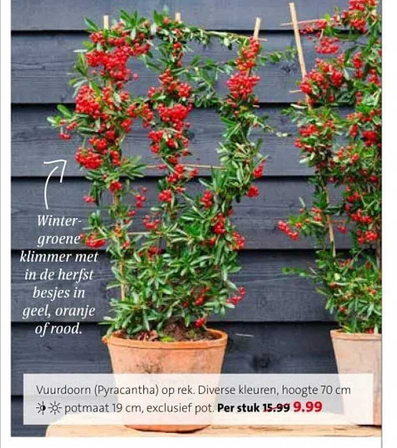 Vuurdoorn (Pyracantha) op rek. Diverse kleuren, hoogte 70 cm.