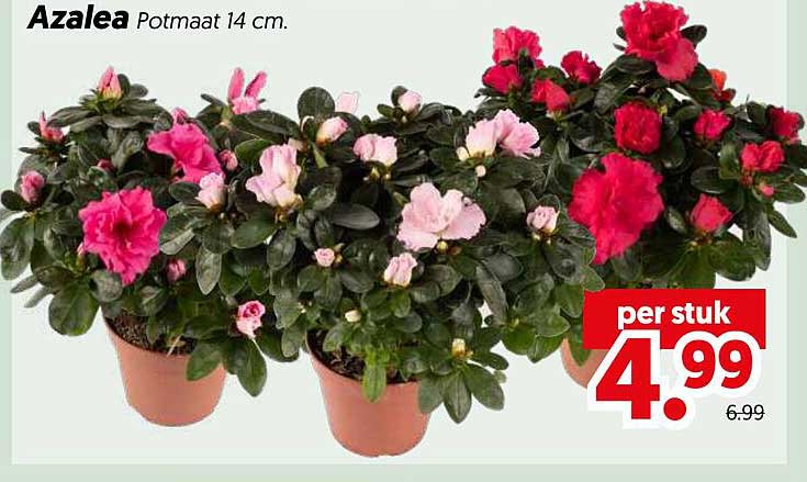 Azalea Potmaat 14 cm.