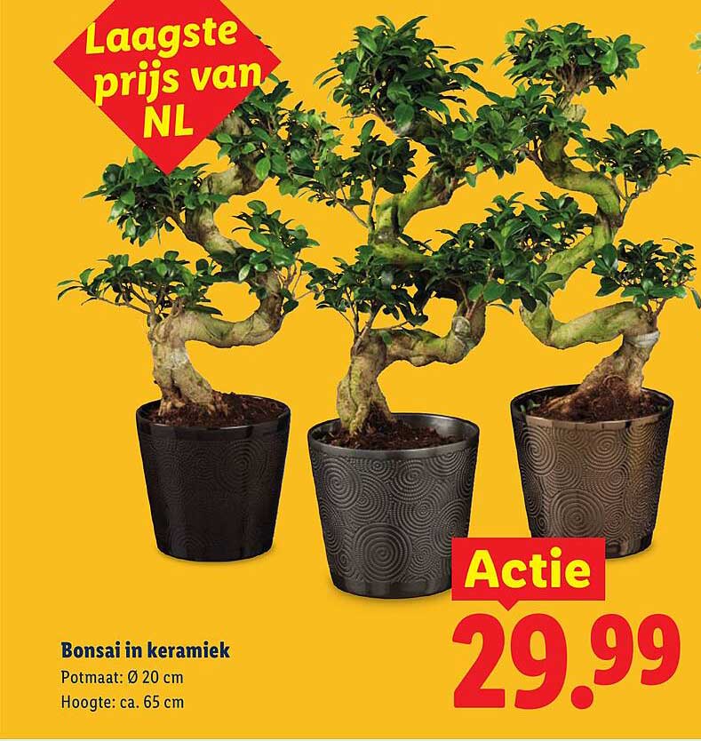 Bonsai in keramiek