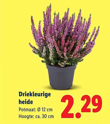 Driekleurige heide