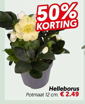 Helleborus Potmaat 12 cm. 50% KORTING