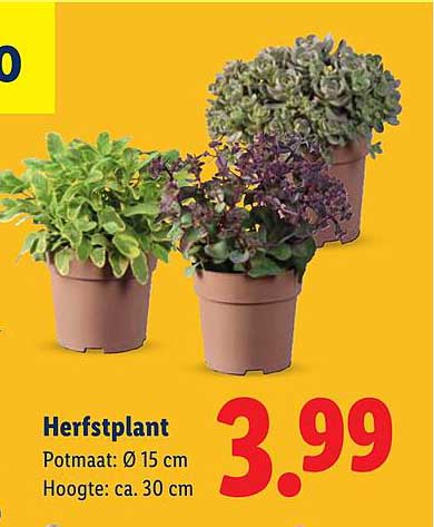 Herfstplant