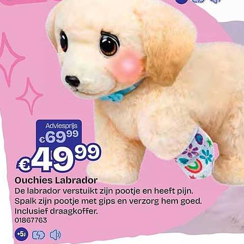 Ouchies Labrador
