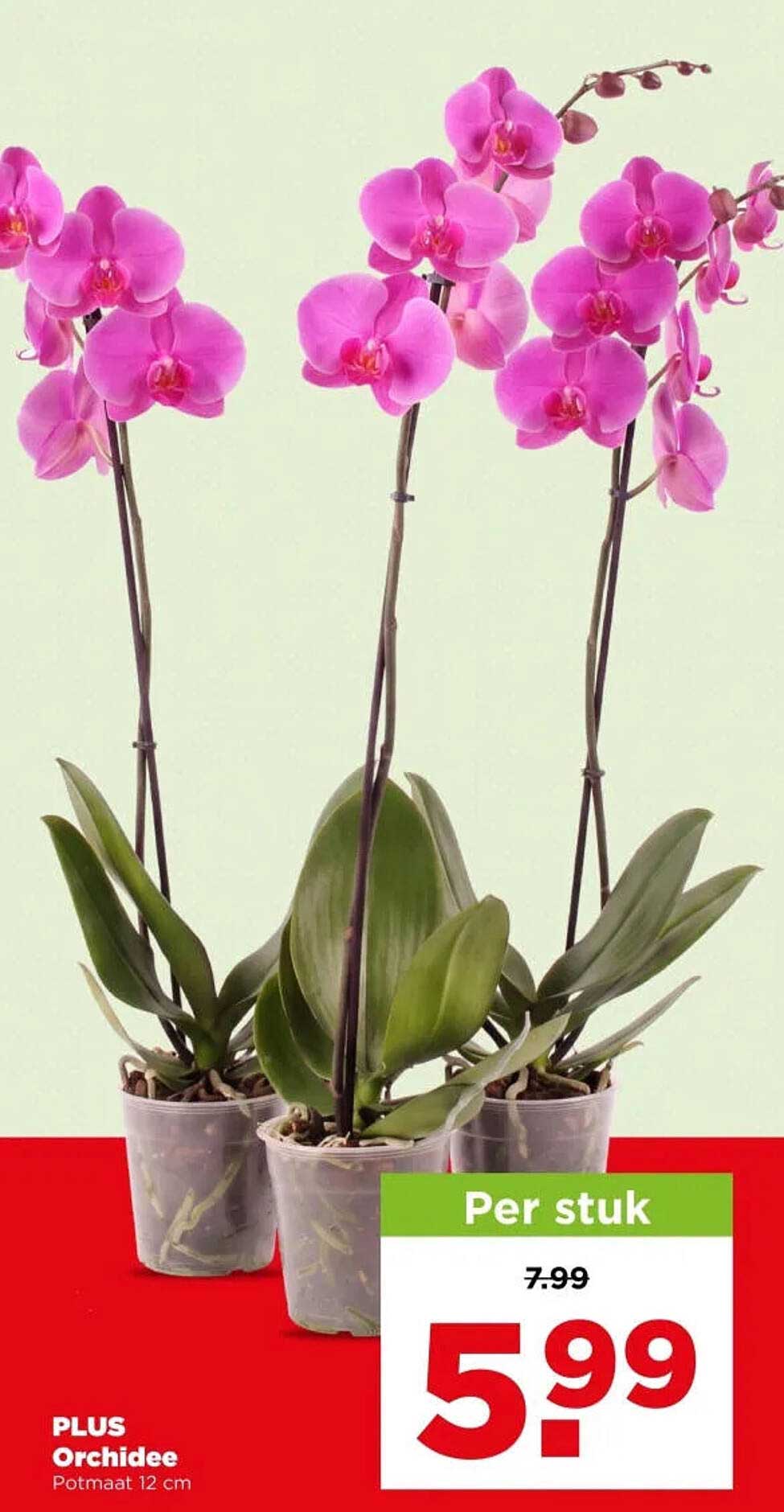 PLUS Orchidee Potmaat 12 cm