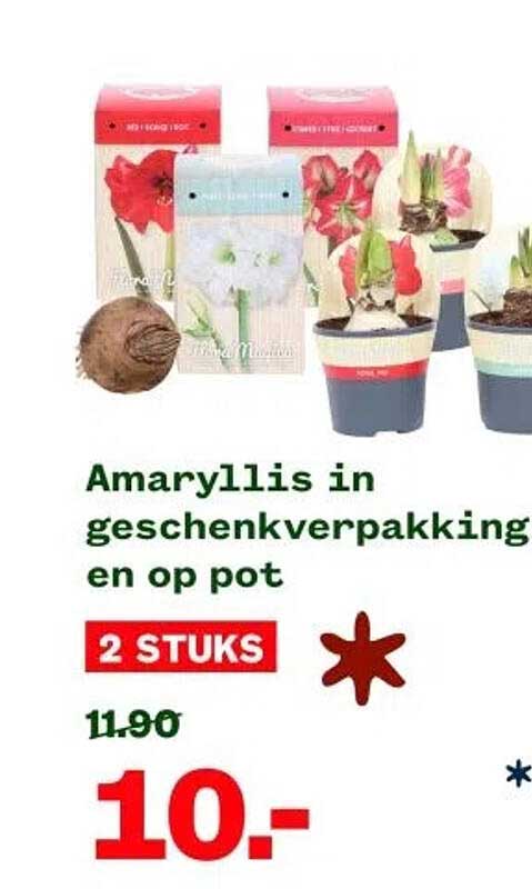 Amaryllis in geschenkverpakking en op pot - 2 stuks