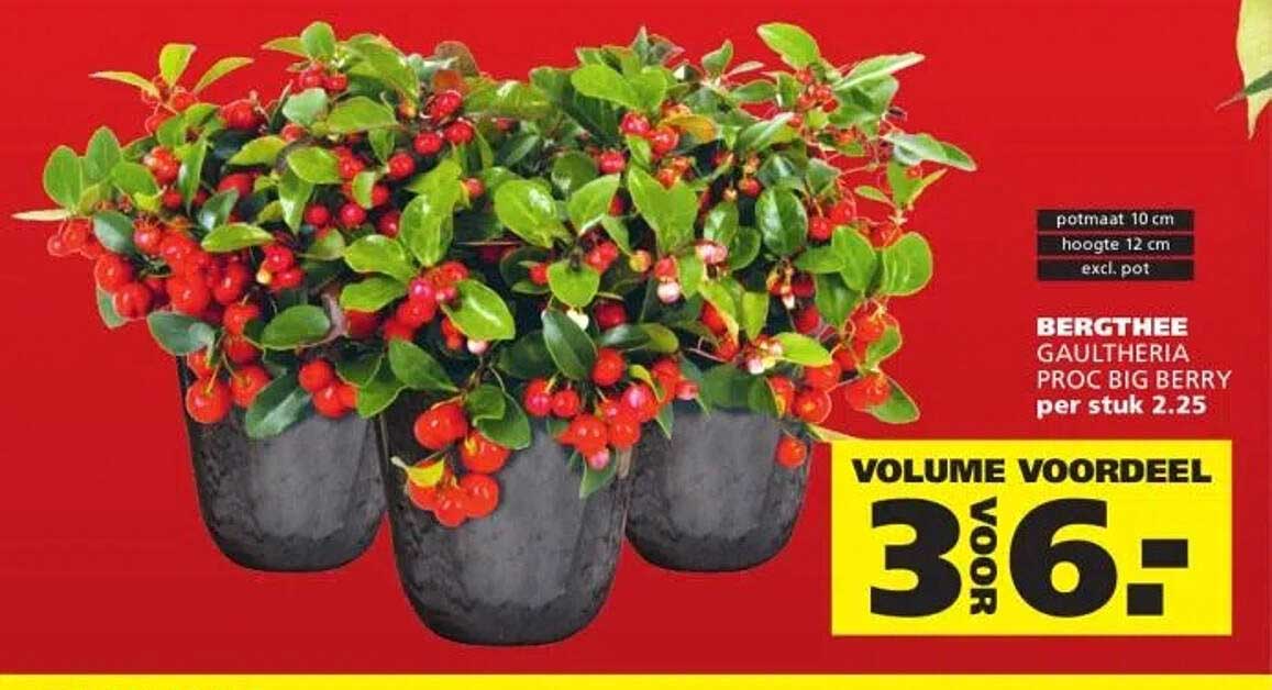 BERGTHEE GAULTHERIA PROC BIG BERRY