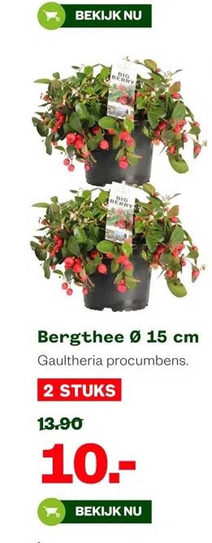 Bergthee Ø 15 cm - Gaultheria procumbens