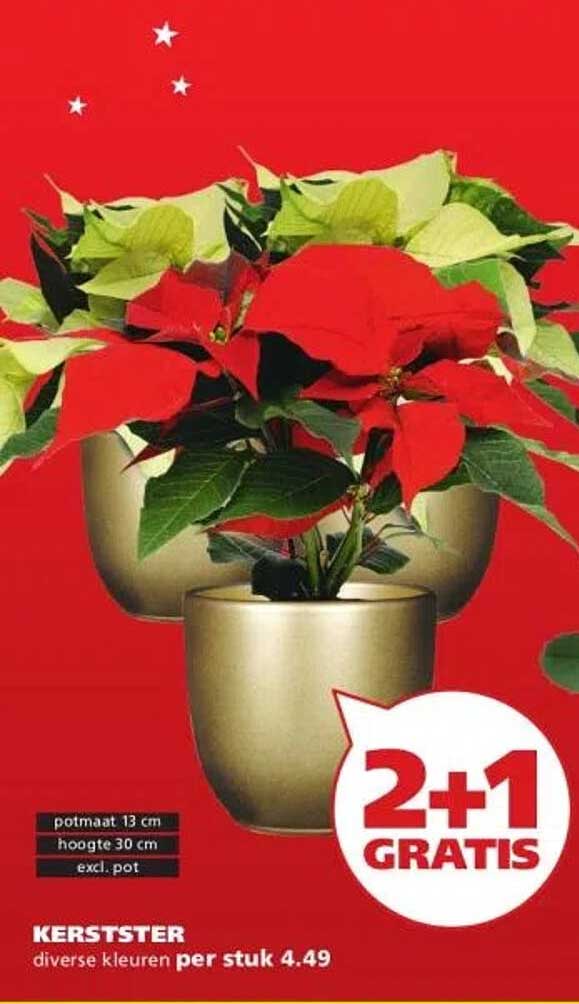KERSTSTER diverse kleuren per stuk 4.49