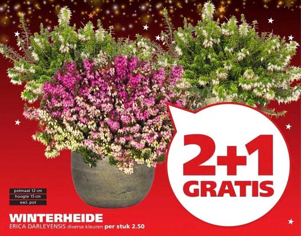 WINTERHEIDE ERICA DARLEYENSIS diverse kleuren per stuk 2.50