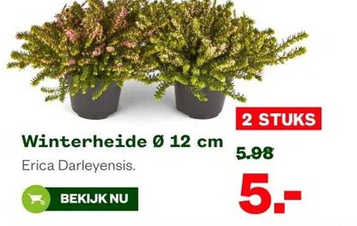 Winterheide Ø 12 cm