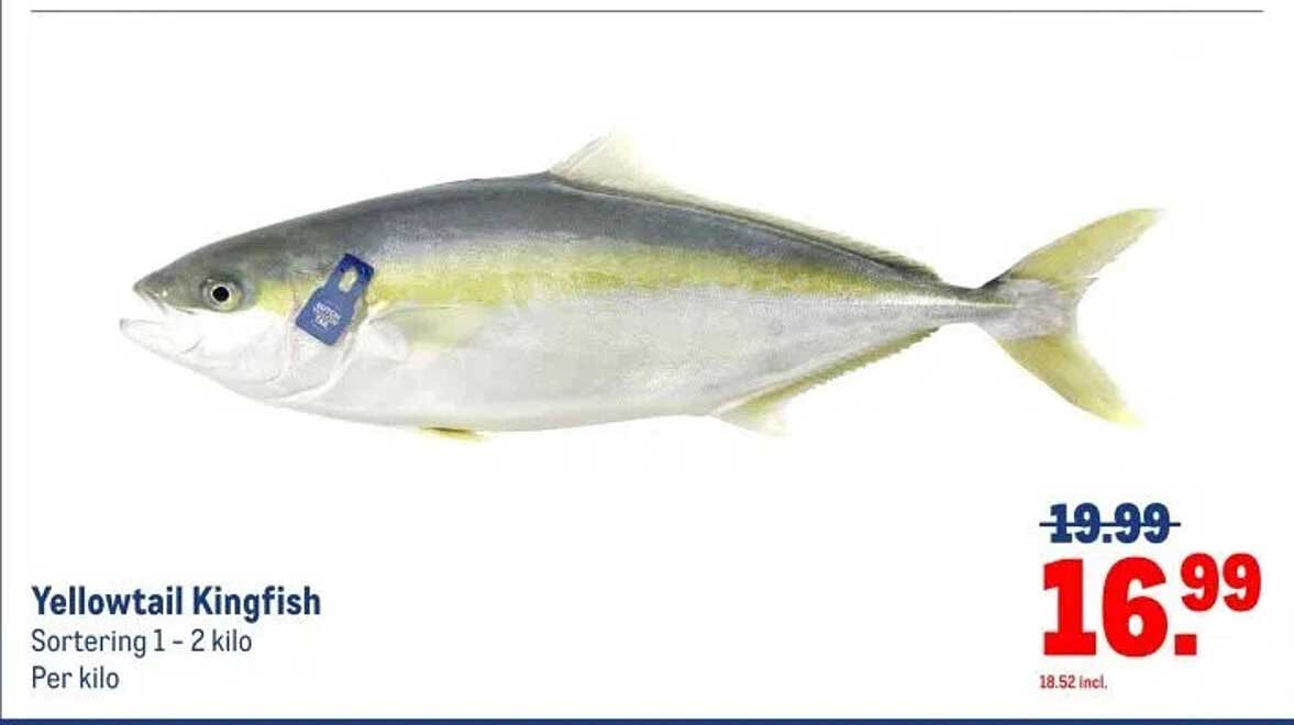 Yellowtail Kingfish