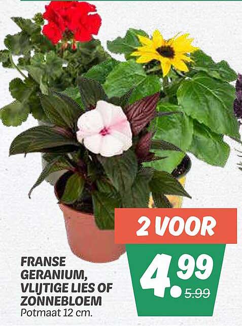 FRANSE GERANIUM, VLIJTIGE LIES OF ZONNEBLOEM