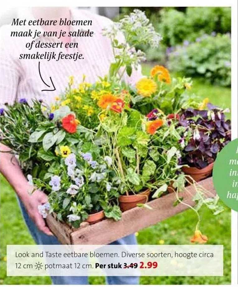 Look and Taste eetbare bloemen. Diverse soorten, hoogte circa 12 cm.
