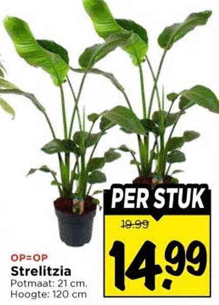 Strelitzia per stuk