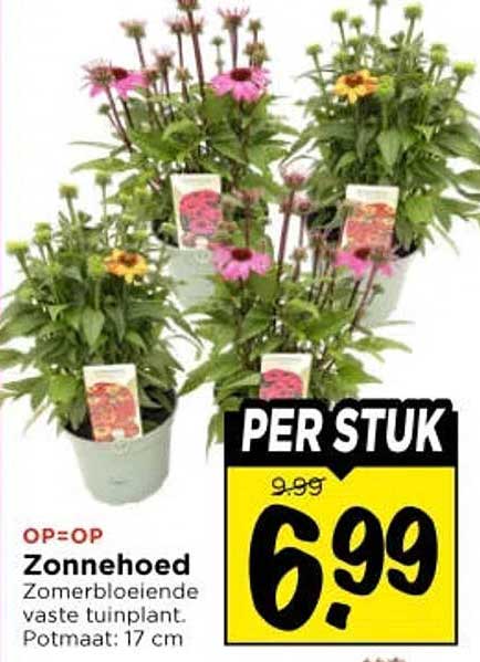 Zonnehoed Zomerbloeiende vaste tuinplant. Potmaat: 17 cm PER STUK