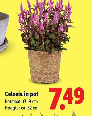 Celosia in pot