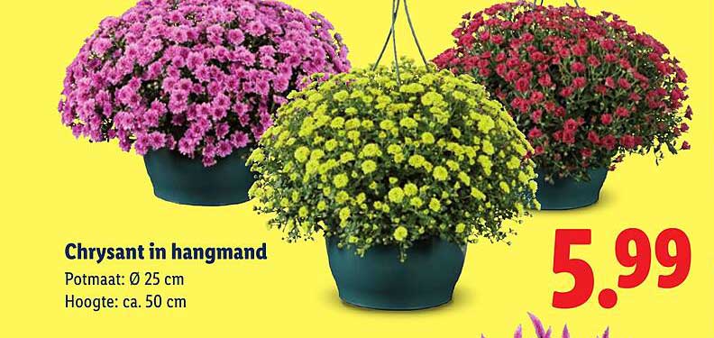 Chrysant in hangmand