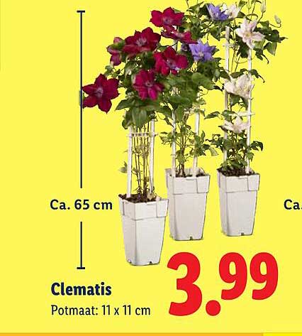 Clematis
