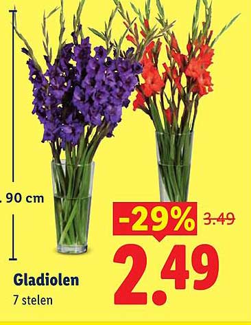 Gladiolen 7 stelen