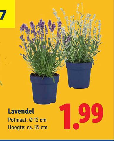 Lavendel