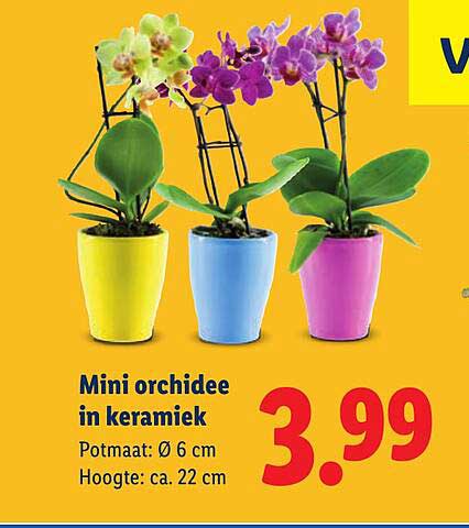 Mini orchidee in keramiek