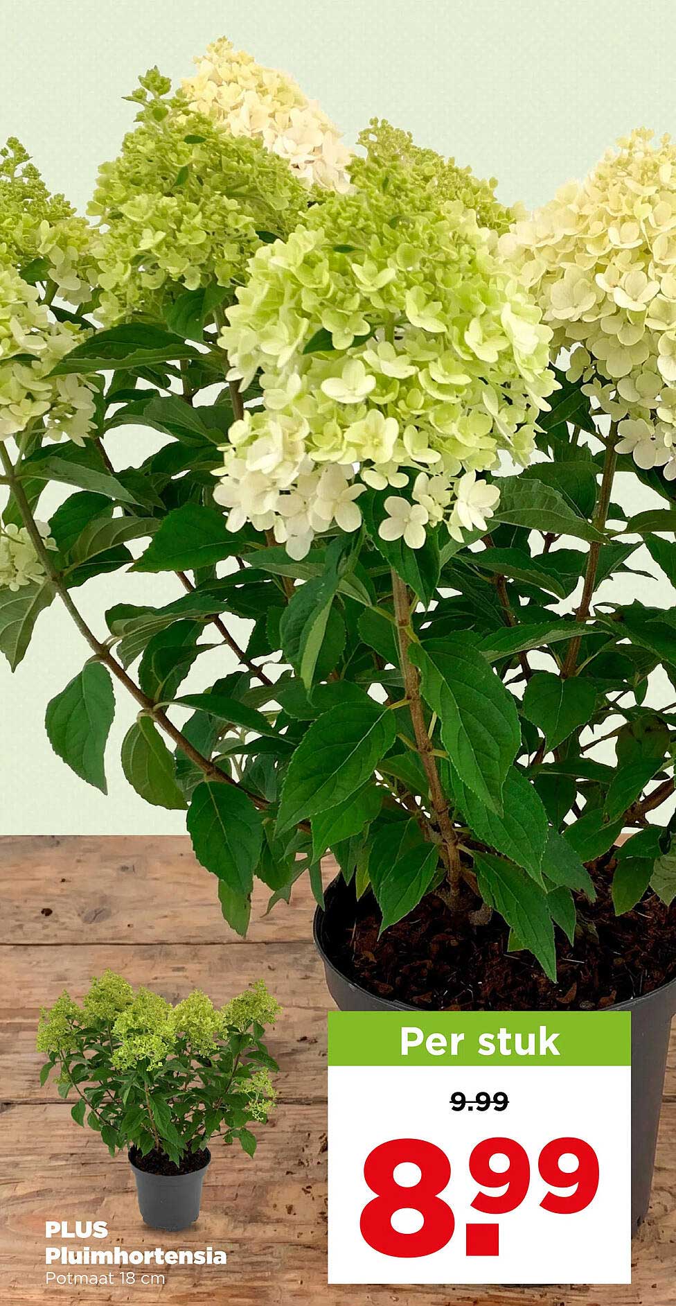 PLUS Pluimhortensia Potmaat 18 cm