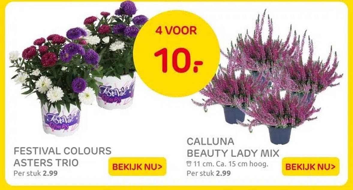 FESTIVAL COLOURS ASTERS TRIO en CALLUNA BEAUTY LADY MIX