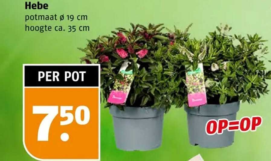 Hebe potmaat Ø 19 cm, hoogte ca. 35 cm