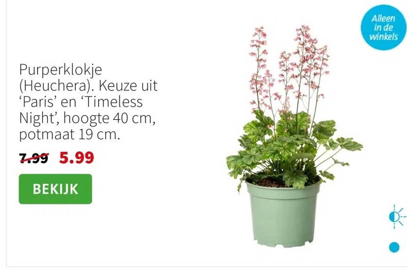 Purperklokje (Heuchera). Keuze uit ‘Paris’ en ‘Timeless Night’, hoogte 40 cm, potmaat 19 cm.