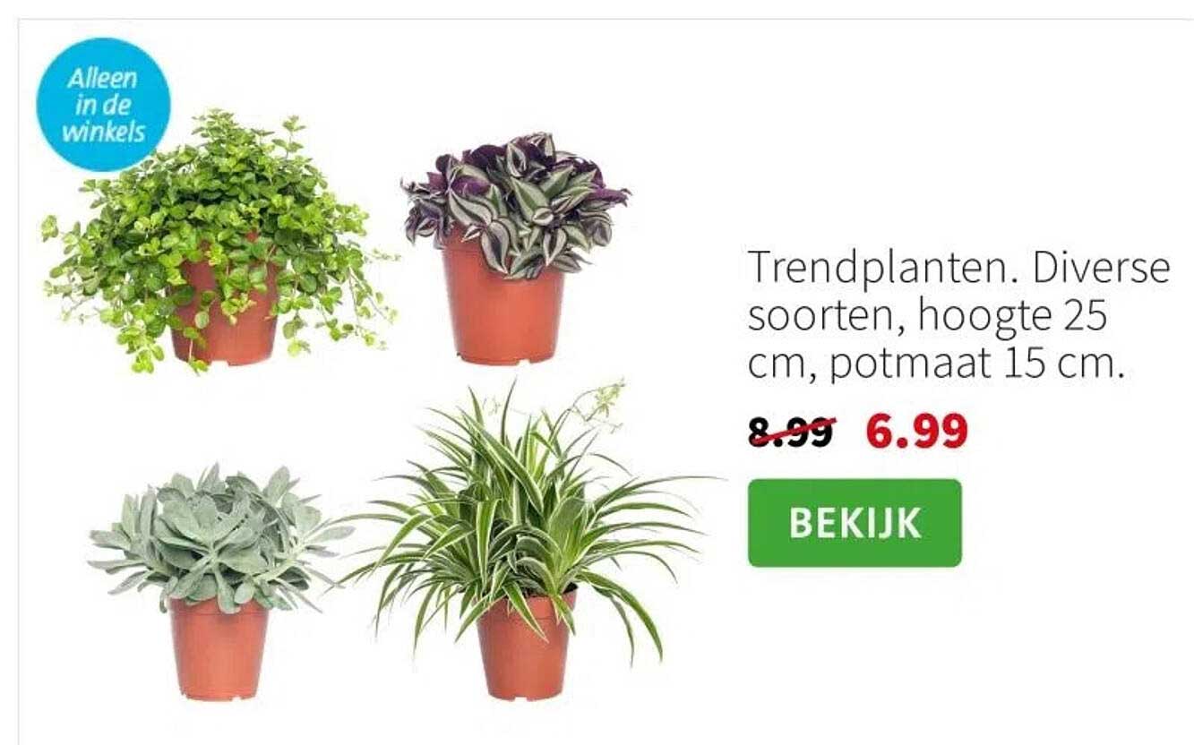 Trendplanten. Diverse soorten, hoogte 25 cm, potmaat 15 cm.