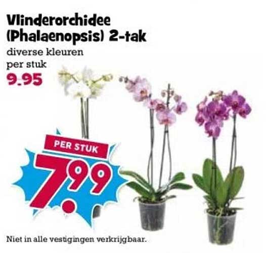 Vlinderorchidee (Phalaenopsis) 2-tak