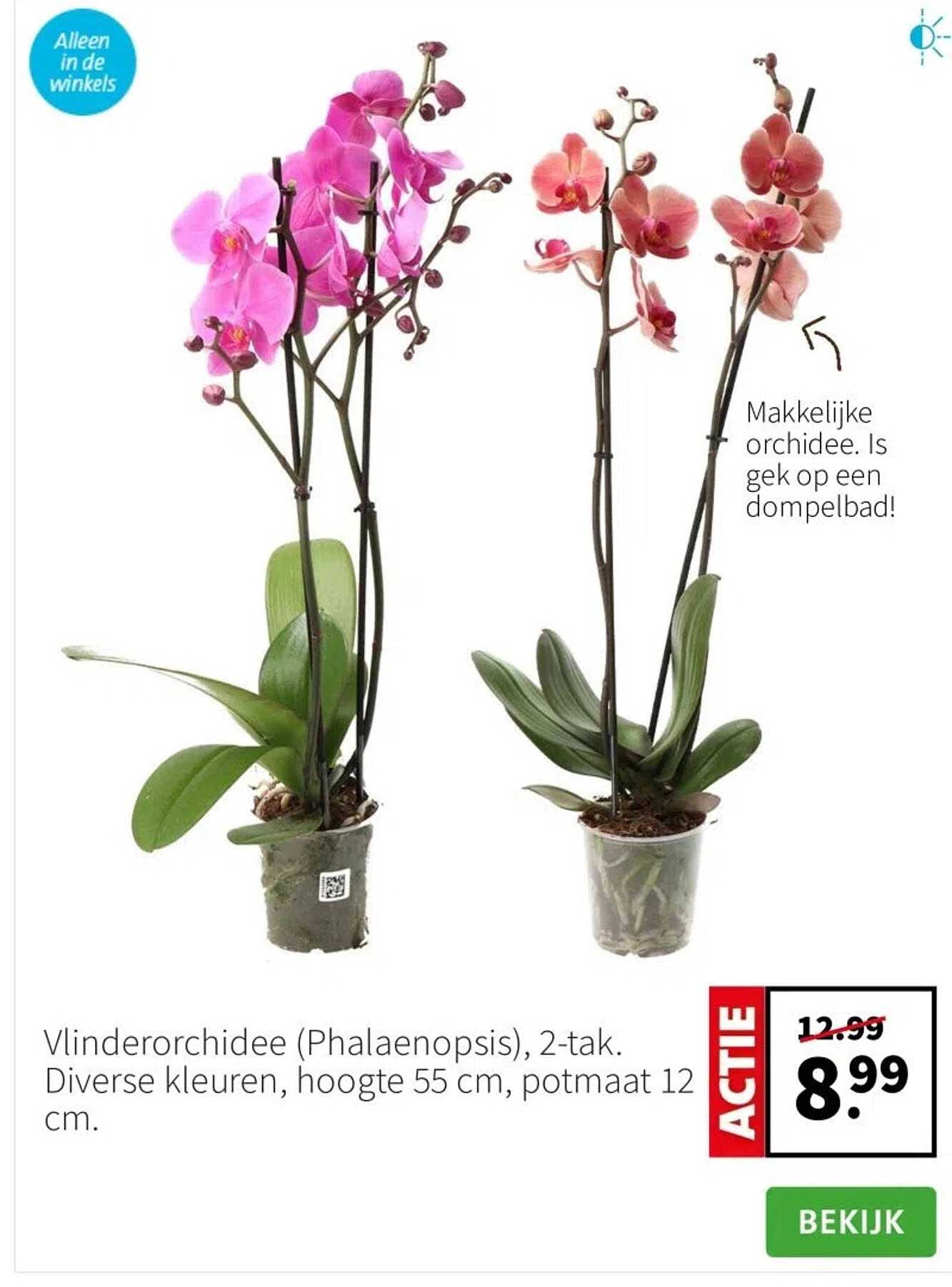 Vlinderorchidee (Phalaenopsis), 2-tak. Diverse kleuren, hoogte 55 cm, potmaat 12 cm.