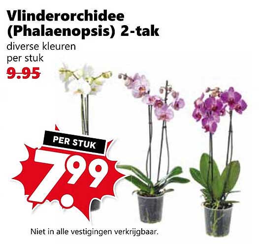 Vlinderorchideeë (Phalaenopsis) 2-tak diverse kleuren per stuk