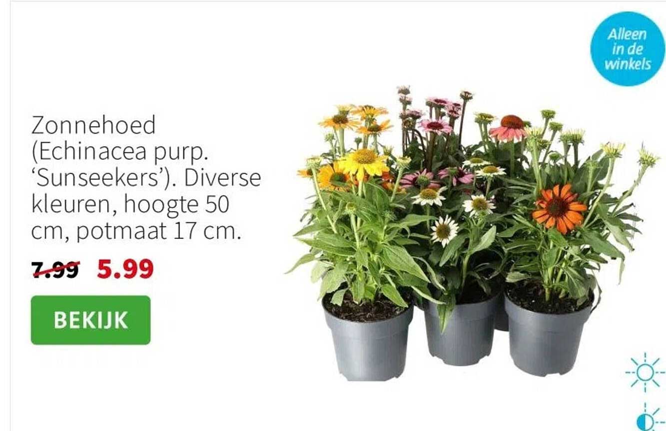Zonnehoed (Echinacea purp. ‘Sunseekers’). Diverse kleuren, hoogte 50 cm, potmaat 17 cm.