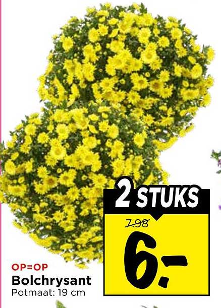 Bolchrysant 2 STUKS