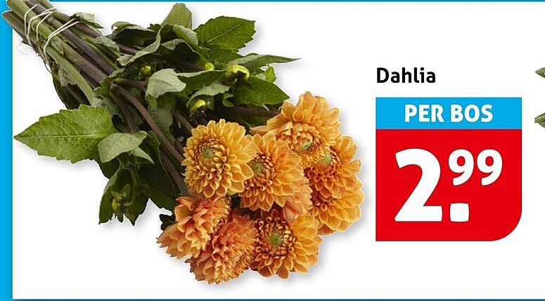 Dahlia PER BOS