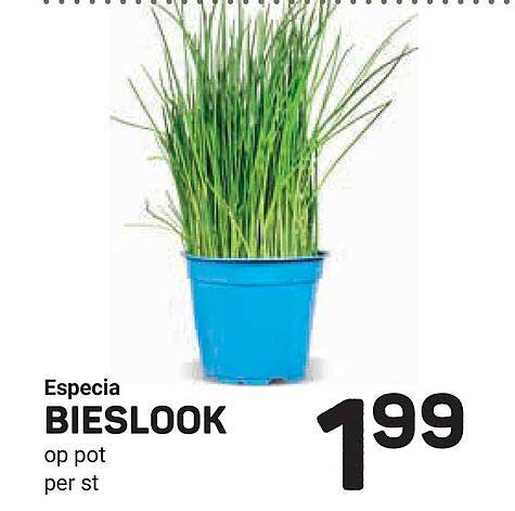 Especia BIESLOOK op pot per st