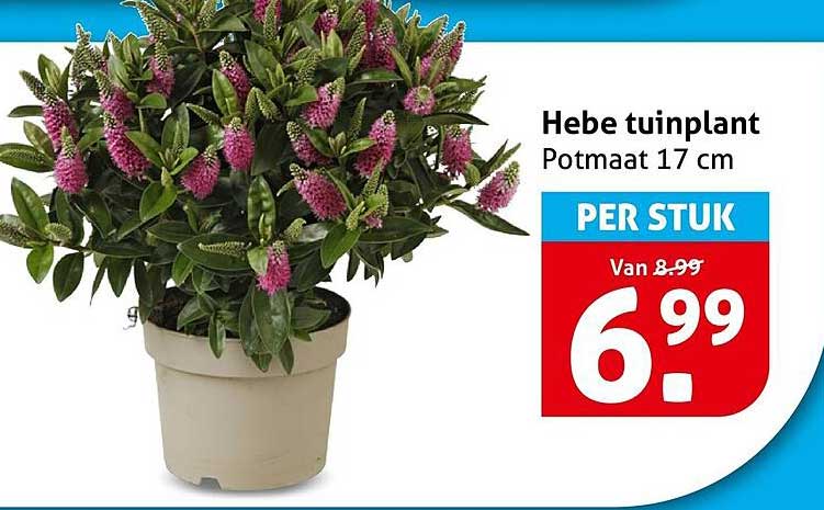 Hebe tuinplant Potmaat 17 cm PER STUK